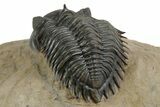 Stunning Metacanthina Trilobite - Lghaft, Morocco #350520-4